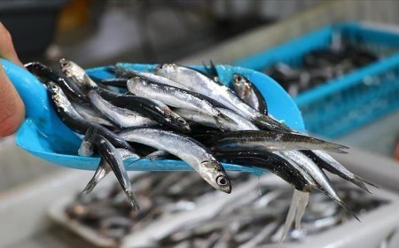 Türkiye'den 14,4 milyon dolarlık hamsi ihracatı yapıldı