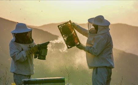 Türkiye'de kışlama döneminde arı ölümleri artıyor
