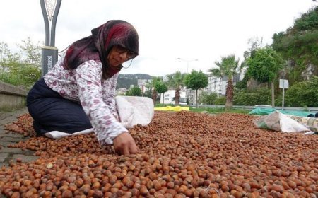 Giresun'da fındık fiyatı 250 TL'ye geriledi