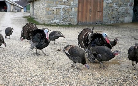 Doğal ortamda beslenen hindiler yılbaşı için satışa hazır