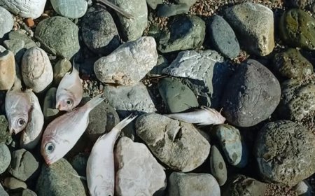 Datça’da korkutan manzara. Ölü balıklar sahile vurdu