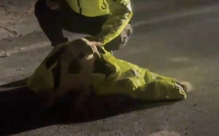 Polis, yaralı köpeğin üstünü montuyla örttü