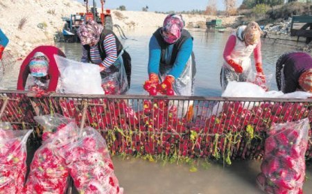 Kooperatiflere kredi dopingi