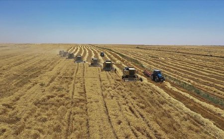 Yem sanayicilerinden yağlı tohum bitkilerinin ekimine teşvik talebi