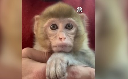 Elazığ'da denetimde ele geçirildi. "Minik bir misafirimiz var"