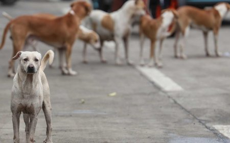 SON DAKİKA HABERLER: 19 bin başıboş köpek itlaf edildi! Irak'tan 'toplum sağlığı' kararı
