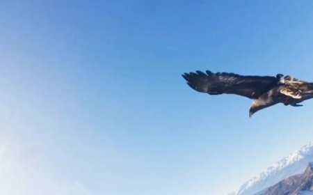 Kartalın kaptığı drone 6 saatlik tırmanışla geri alındı