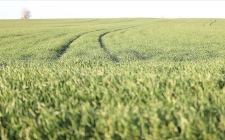 Trakya'da bu sene buğday erken boy attı