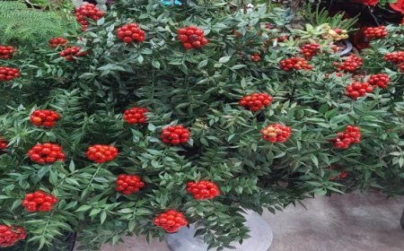 ŞANS VE BEREKET ÇİÇEĞİ ‘KOKİNA’ VİTRİNLERİ SÜSLEDİ