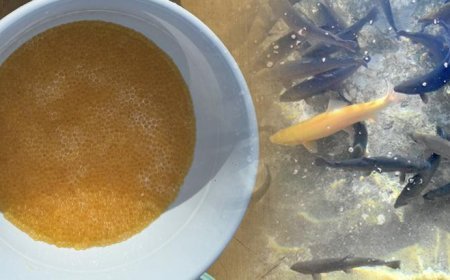 Alabalık sağımı başladı! 2 bin 550 ton üretim yapıyorlar