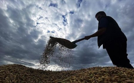 Çiftçilere 1,7 milyar lira tarımsal destekleme ödemesi bugün yapılacak