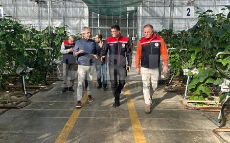 Seralarda modern üretim: Tonlarca salatalık ve süs bitkisi üretimi