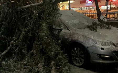 Bolu'da acil servis önündeki ağaç devrildi