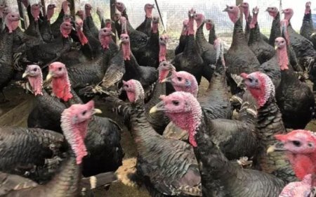 Tekirdağ'da yılbaşı öncesi hindi satışları arttı; dişi hindiye ilgi daha fazla