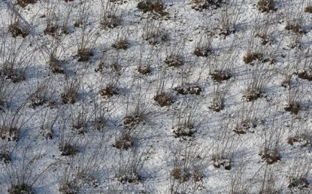 Karadeniz'deki kar yağışı, fındık ve diğer tarım ürünlerine yaradı