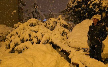 Çam ağacı ağaçların üzerine devrildi