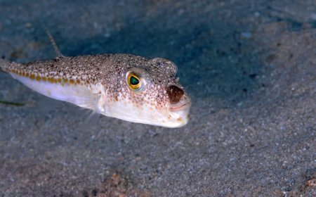 Balon balığı avcıları iş başında. 1 milyon 227 bin 144 lira kazandı