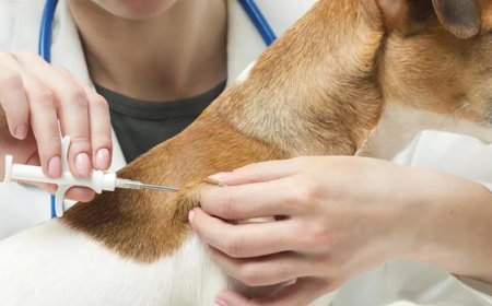 Evcil hayvanı olanlar dikkat! Yarın son gün