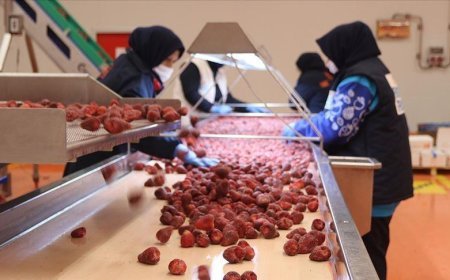 Dondurulmuş meyve ve sebzede, 2026'da 200 milyon dolar ihracat hedefi