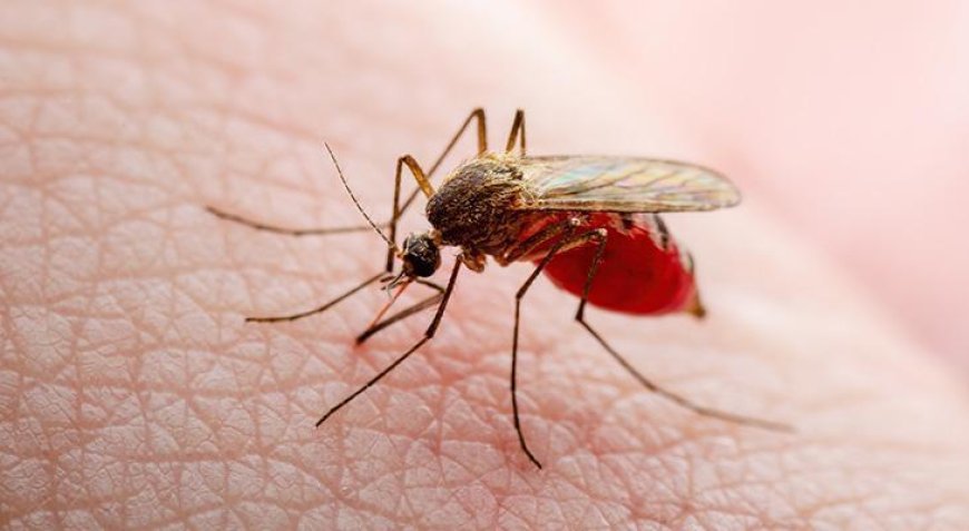 Dünyada hızla yayılıyor! 'Sivrisineklerden bulaşıyor ve tedavisi yok'