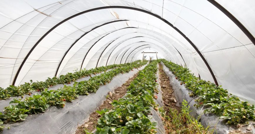 Kışın da üretimi devam ediyor, kilosu 200 liradan başlıyor