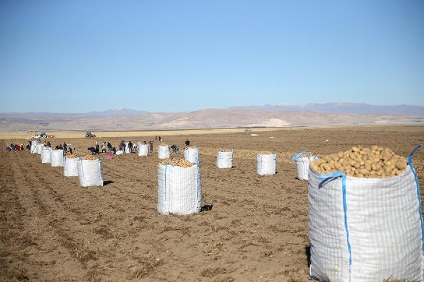 Doğu'nun 'patates havzası' Bitlis'te hummalı hasat mesaisi