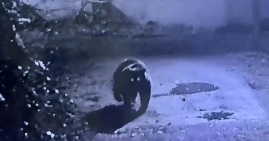 Avcılar bir türlü bulamadı, dün gece kameraya takıldı