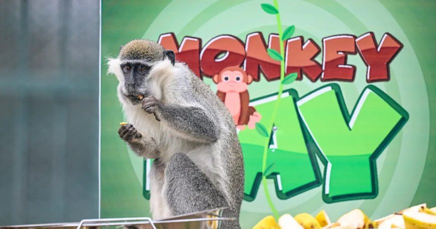 Kayseri'de Dünya Maymun Günü muz partisiyle kutlandı