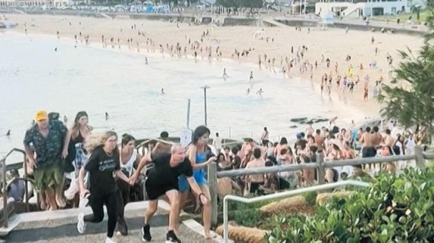 Plajı kana buladılar!