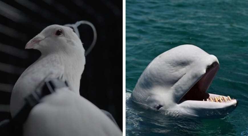 SON DAKİKA HABERLER: Dünyanın en tuhaf silahları! İstihbaratın karanlık yüzü