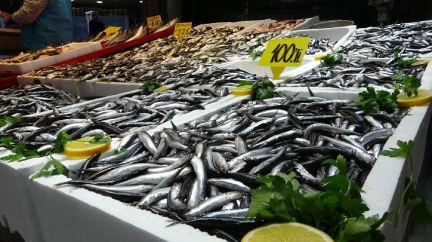 Karadeniz’de hamsi bolluğu sürüyor!