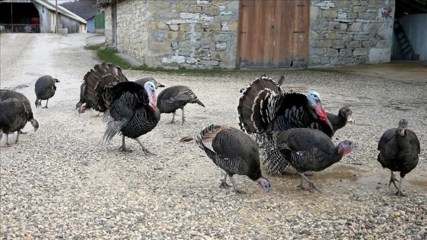 Doğal ortamda beslenen hindiler yılbaşı için satışa hazır