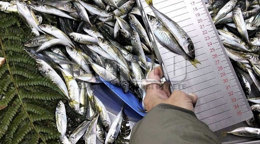 Küçük boy balık satışı yapan iş yerine ceza