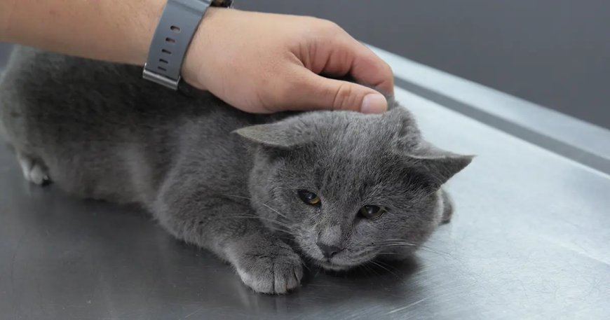 İştahsız kedisini veterinere götürdü. "Kelimenin tam anlamıyla şok yaşadık"
