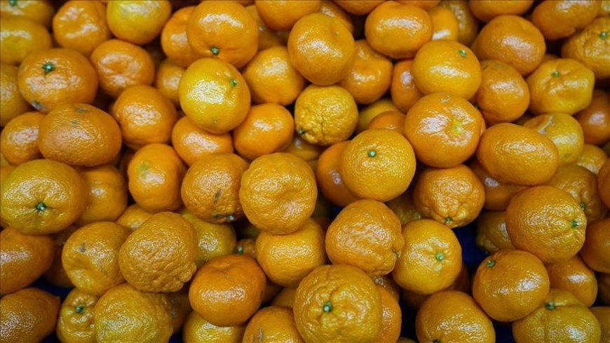 Türkiye'nin mandalina ihracatı rekora ulaştı