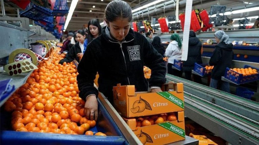 Türkiye’nin mandalina ihracatı rekor kırdı