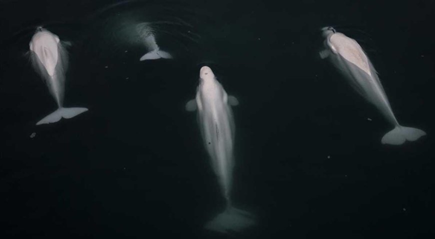 SON DAKİKA HABERLER: Nefeslerinden ölümcül virüs bulaşıyor! Bulaşıcı olduğu tespit edildi