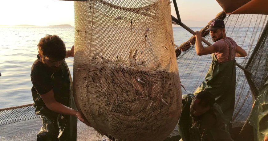 Hamsiler Gürcistan'a göç etti, Karadeniz'de hamsi avı azaldı