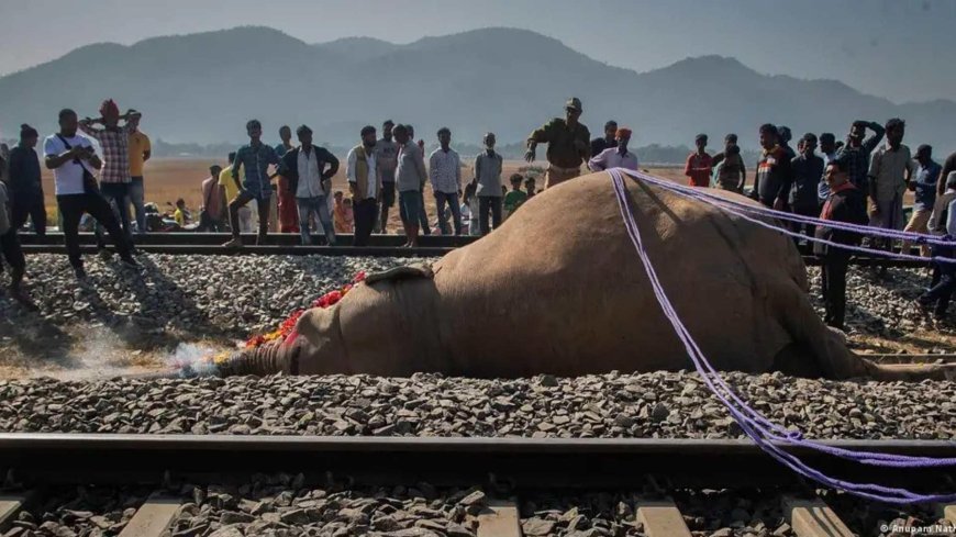 SON DAKİKA HABERLER: Göç yolu ölüme götürdü! Tren kazasında 7 fil telef oldu