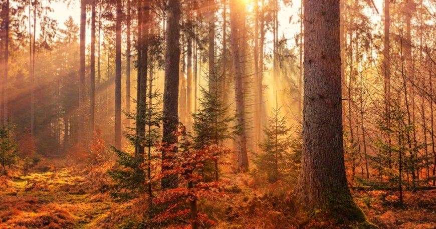 Mevsimlerin senkronize olmadığı ortaya çıktı