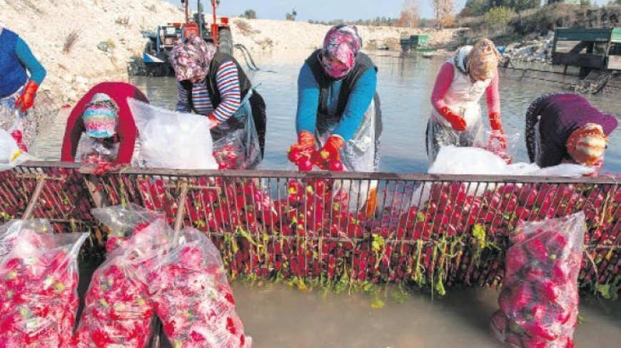 Kooperatiflere kredi dopingi