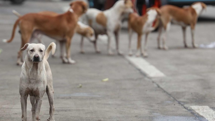 SON DAKİKA HABERLER: 19 bin başıboş köpek itlaf edildi! Irak'tan 'toplum sağlığı' kararı