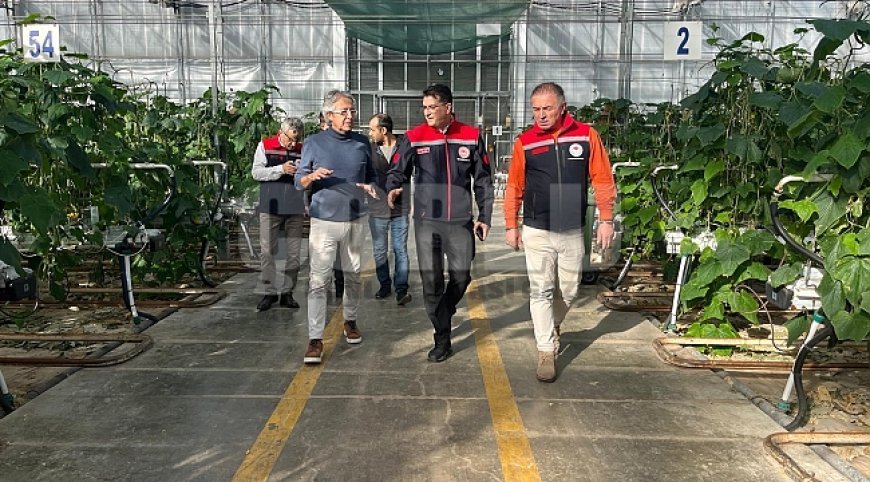 Seralarda modern üretim: Tonlarca salatalık ve süs bitkisi üretimi