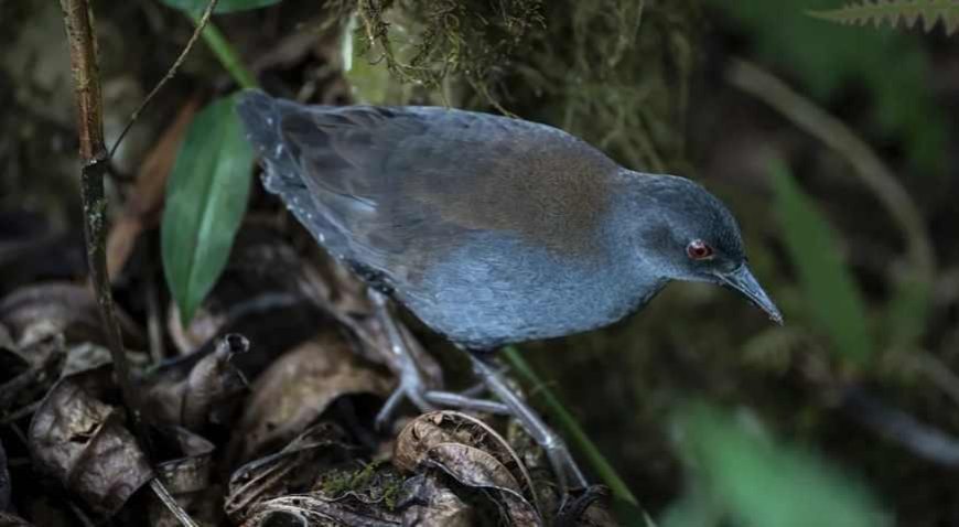 200 yıllık kayıp kuş geri döndü! 'Adada mucize'