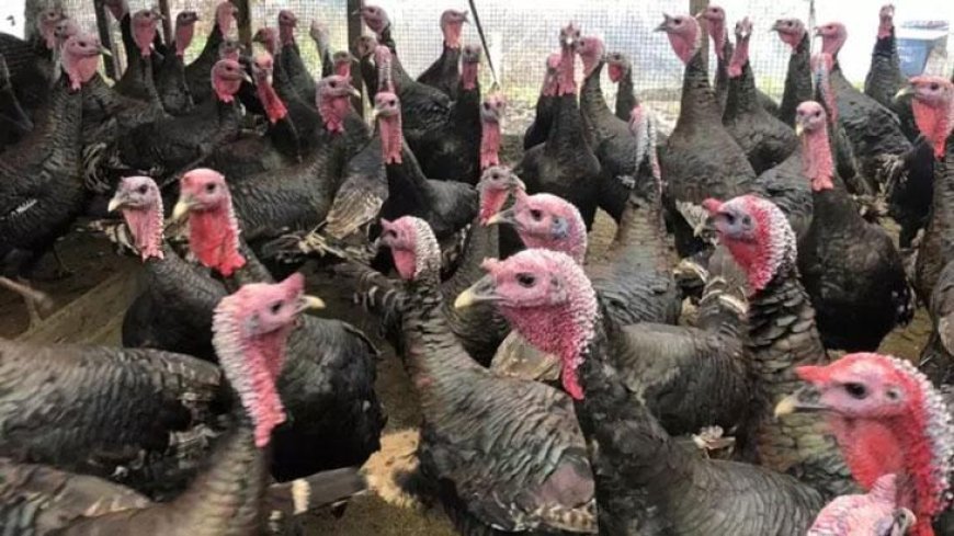 Tekirdağ'da yılbaşı öncesi hindi satışları arttı; dişi hindiye ilgi daha fazla