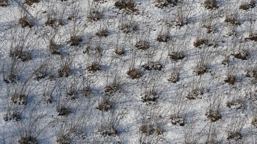 Karadeniz'deki kar yağışı, fındık ve diğer tarım ürünlerine yaradı