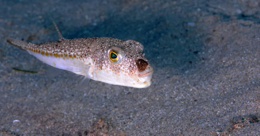 Balon balığı avcıları iş başında. 1 milyon 227 bin 144 lira kazandı