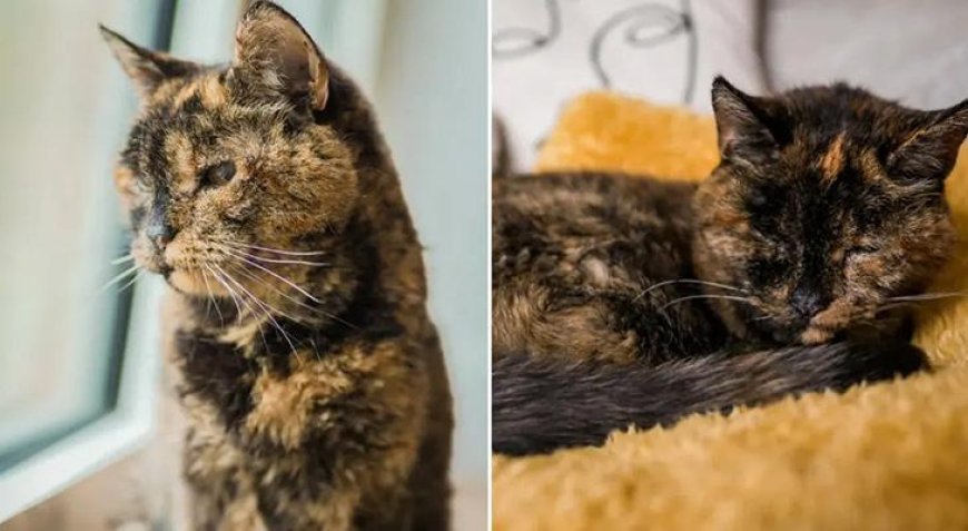 140 yıla denk bir ömür! Dünyanın en yaşlı kedisi 30 yaşına girdi: İşte uzun yaşamının sırrı!