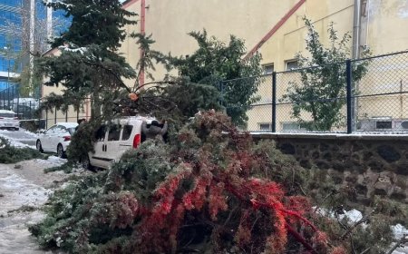 Kökünden sökülen ağaç park halindeki aracın üzerine devrildi