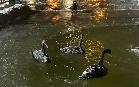 Ankara eksi 11 dereceyi gördü, Kuğulu Park buz tuttu